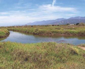 Wetland