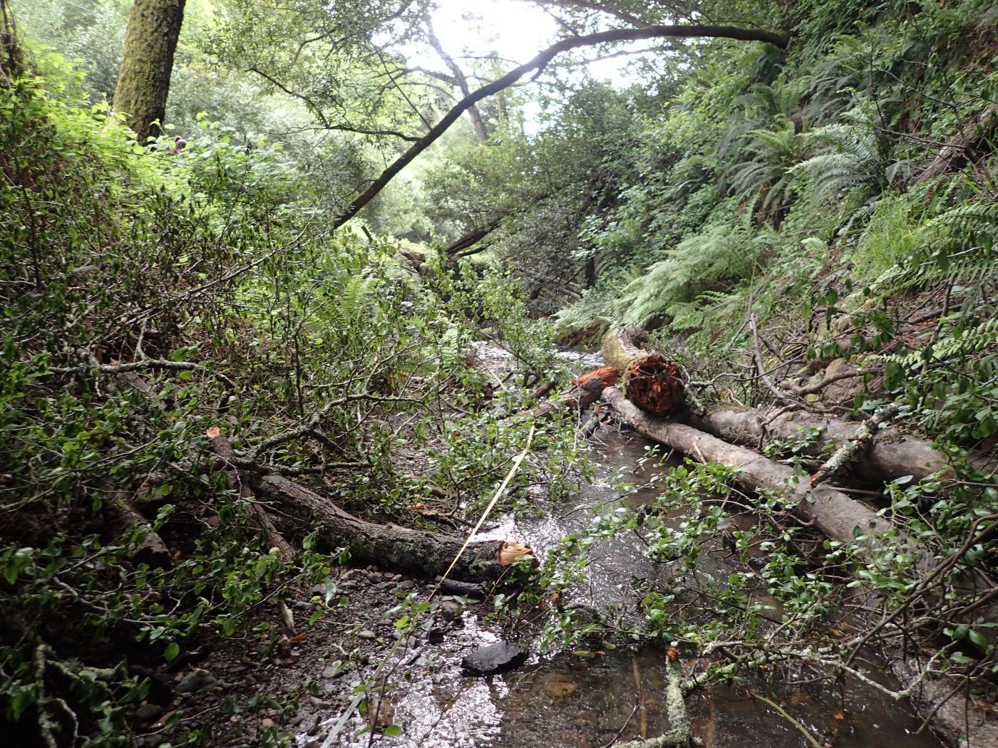 McCosker Creek CRAM photo
