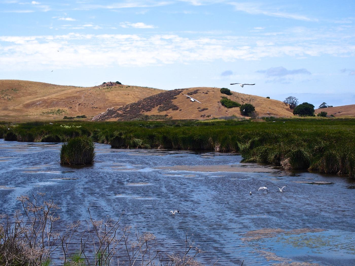 Seagulls over wetland at Coyote Hills