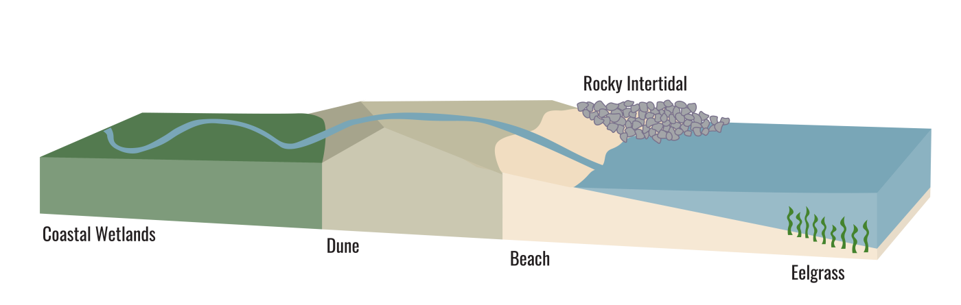 Infographic depicting the connectivity of coastal habitats